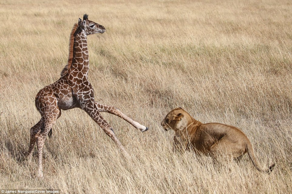 幼长颈鹿被狮群残忍的杀害,画面令人心痛和震撼!