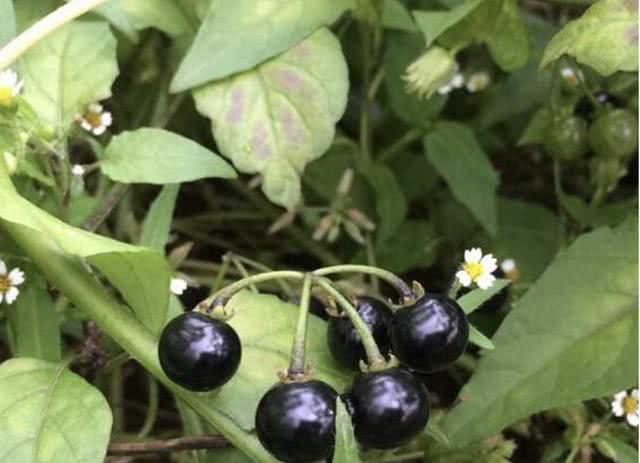 此种"野果",被称为"野伞子",儿时常去摘,如今不多见,珍贵|龙葵|野果|
