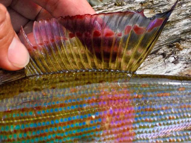 我在阿勒泰垂钓"花翅子"鱼,喝过一次鱼汤,奶白鲜甜无腥