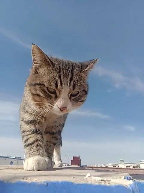 现在知道老鼠视角里的猫有多可怕了吧