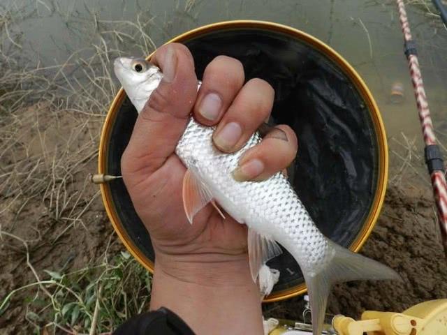 上钩时拉力大,逃窜猛,两广地区的人最喜欢钓的鱼种"土鲮"|土鲮|鲮鱼