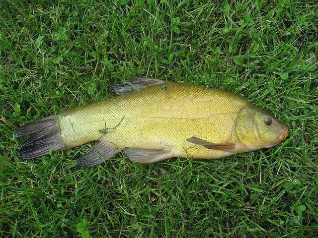 丁桂鱼|鱼|饵料_新浪新闻