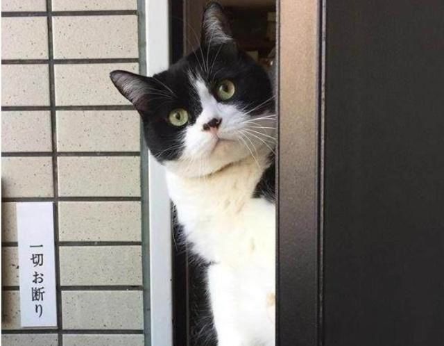 抱着奶牛猫给客人开门,它却对客人一脸嫌弃:谁允许你摸我的爪爪