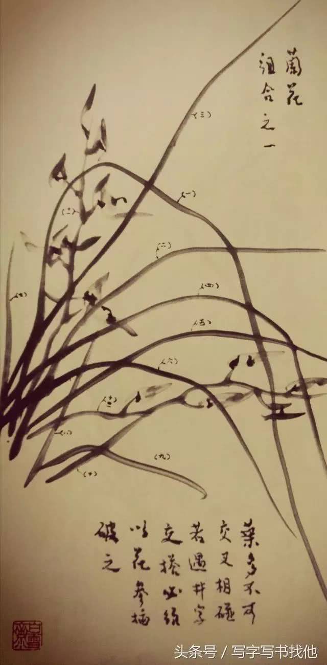 吴蓬先生解析兰花画法,从叶到根全搞定