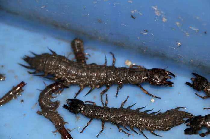 这就是沙虫,它是一种昆虫的幼虫,一些人说它是广翅目巨龄昆虫的幼虫