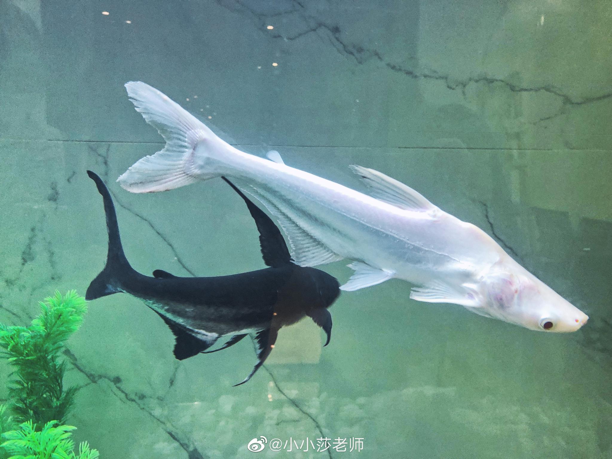 公司门口的鲨鱼已经安排上了明天全体正式搬过去啦～小白鲨才来就负