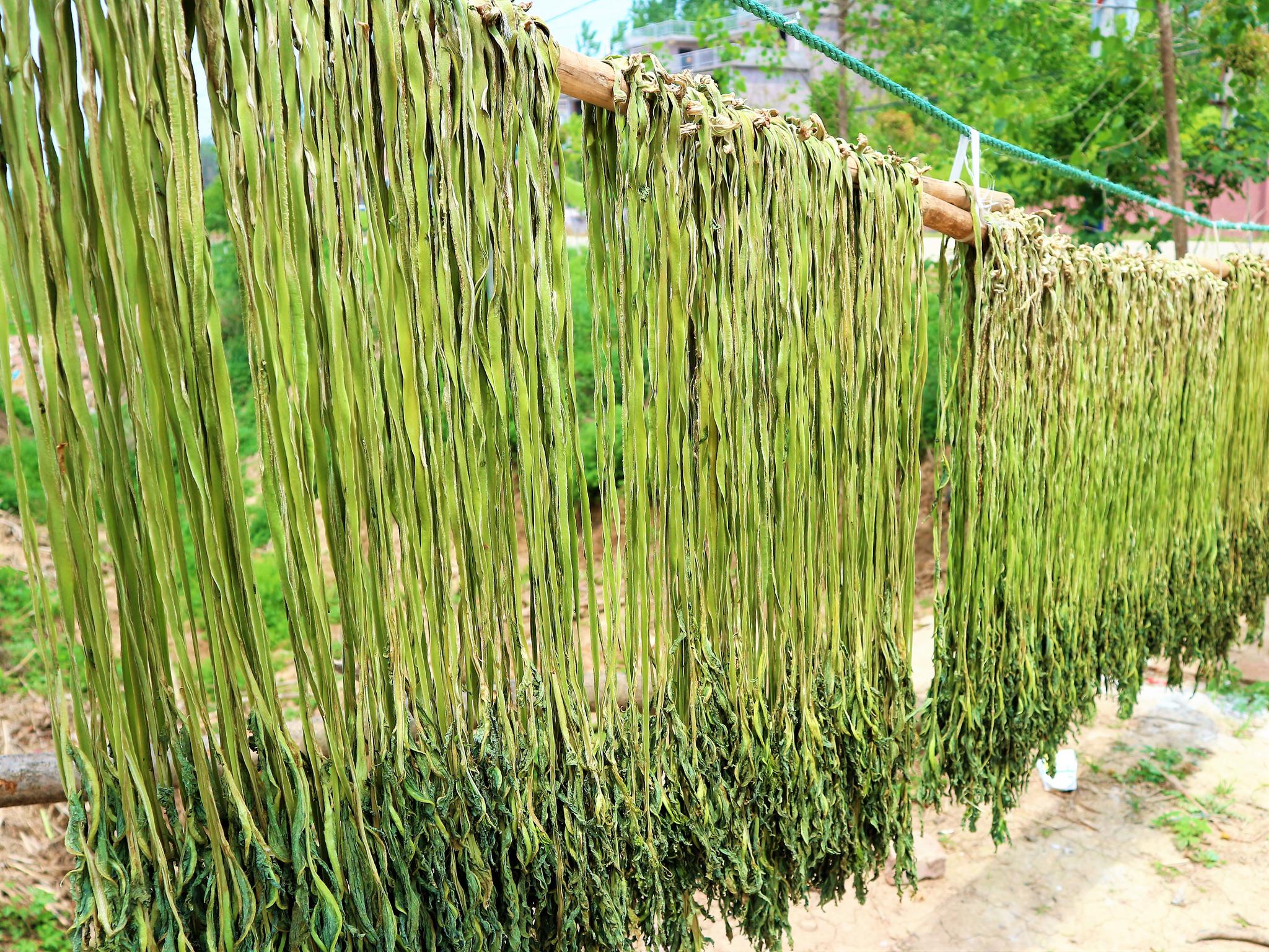 农民种植一种蔬菜3亩收入30000元为什么村民们不愿意种植