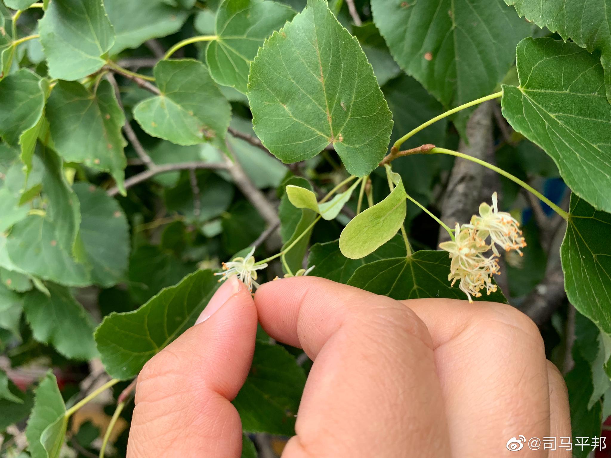 椴树，是一种高大的北方乔木，是极富经济价值的优良树种|蜂蜜|椴树蜜|花都|果糖|入口_新浪新闻
