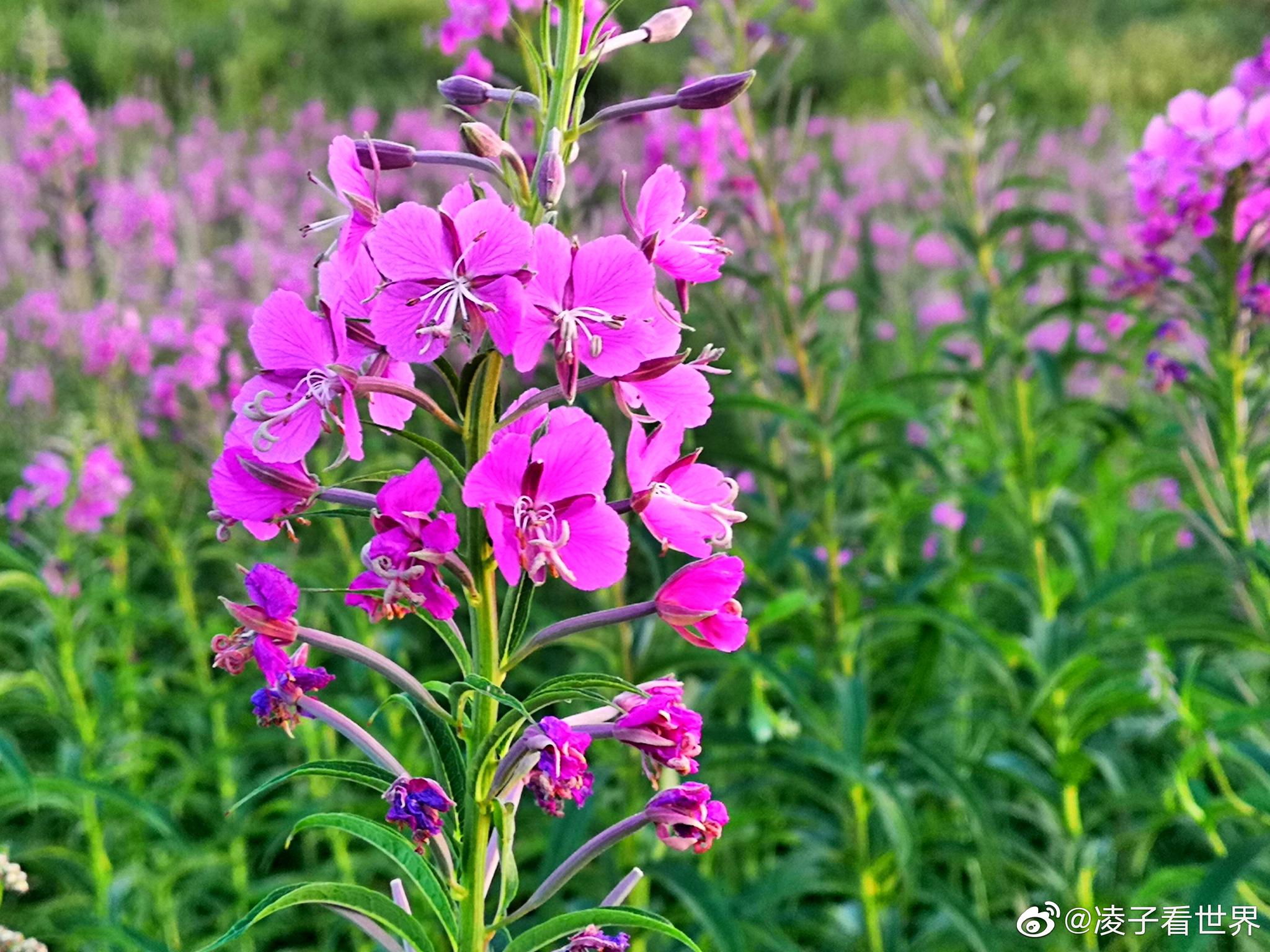 灰腾锡勒草原(汉语的意思是寒冷的山脉) ,这里有一大片柳叶兰花