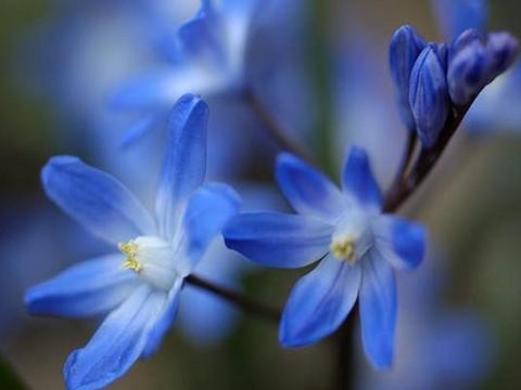 小巧别致 早春花卉 雪光花的栽培技术