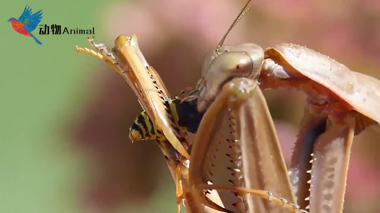 枯叶螳螂吃蚂蚱,啃的一点不剩,真是残忍至极