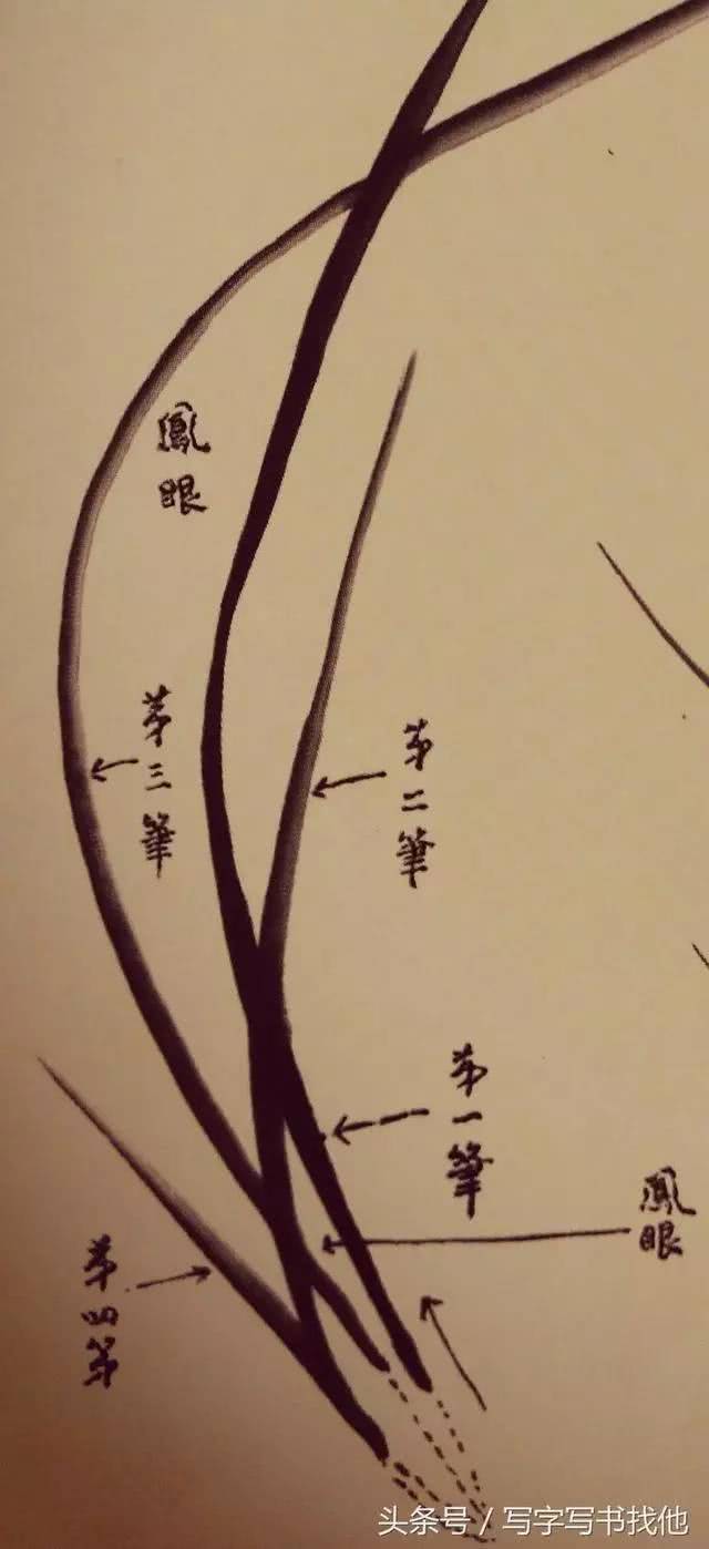 吴蓬先生解析兰花画法,从叶到根全搞定