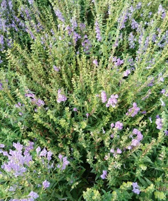 "双黄连"是3种花,阳台就能种,有益健康身体好!