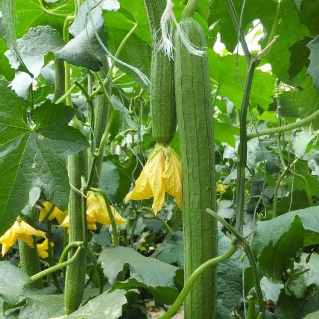 学会这些妙招,丝瓜烹饪不变黑,青绿爽滑鲜香美味,很多人不知