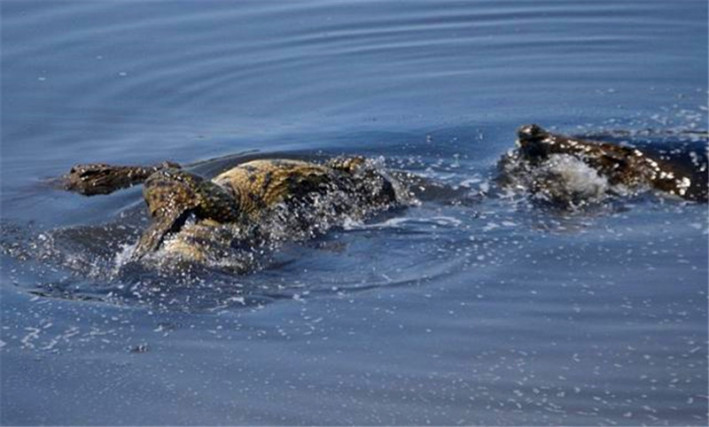 大鳄鱼教训熊孩子,但是这方法未免残忍了点,肚子都撕碎了!