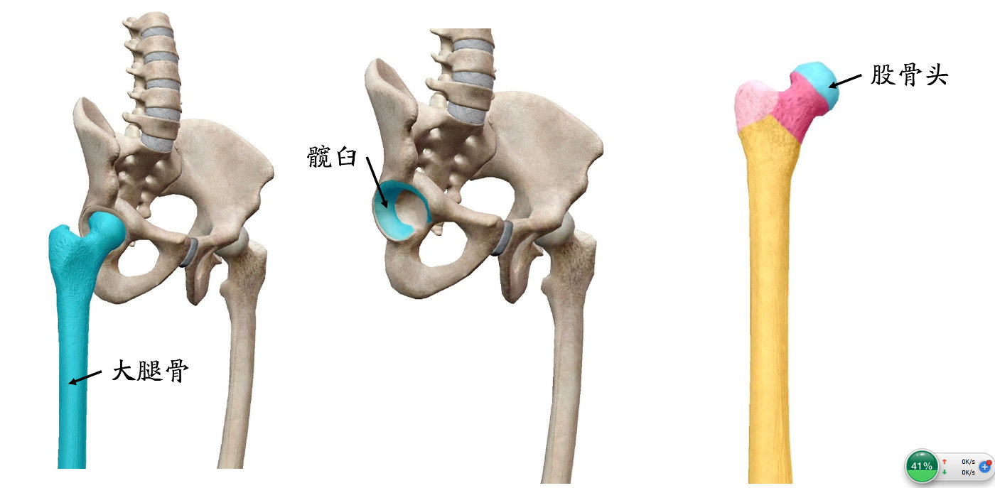 股骨头坏死前兆症状 如何预防和治疗股骨头疾病
