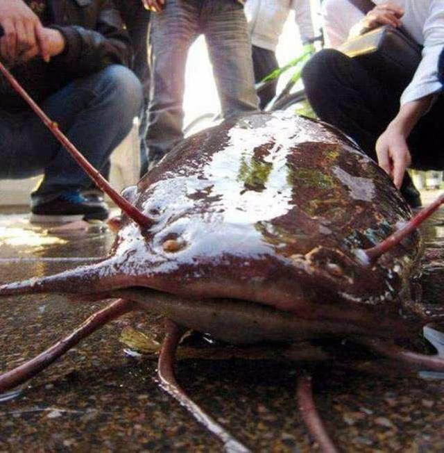 在南方地区埃及塘鲺的养殖方式令人不适,这样的鱼能吃吗?