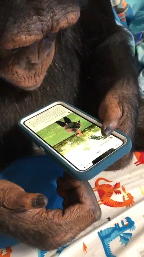 玩手机的黑猩猩,这个视频是继前几天 那段视频火了后最新发布的