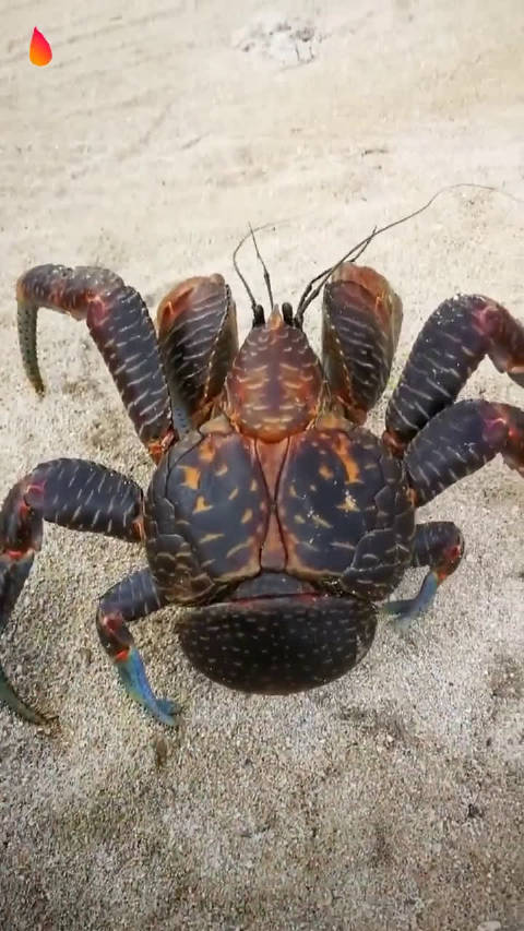 椰子蟹,海南话读 iaz jiw wuaic.传说它有能力徒手打开椰壳_手机新浪