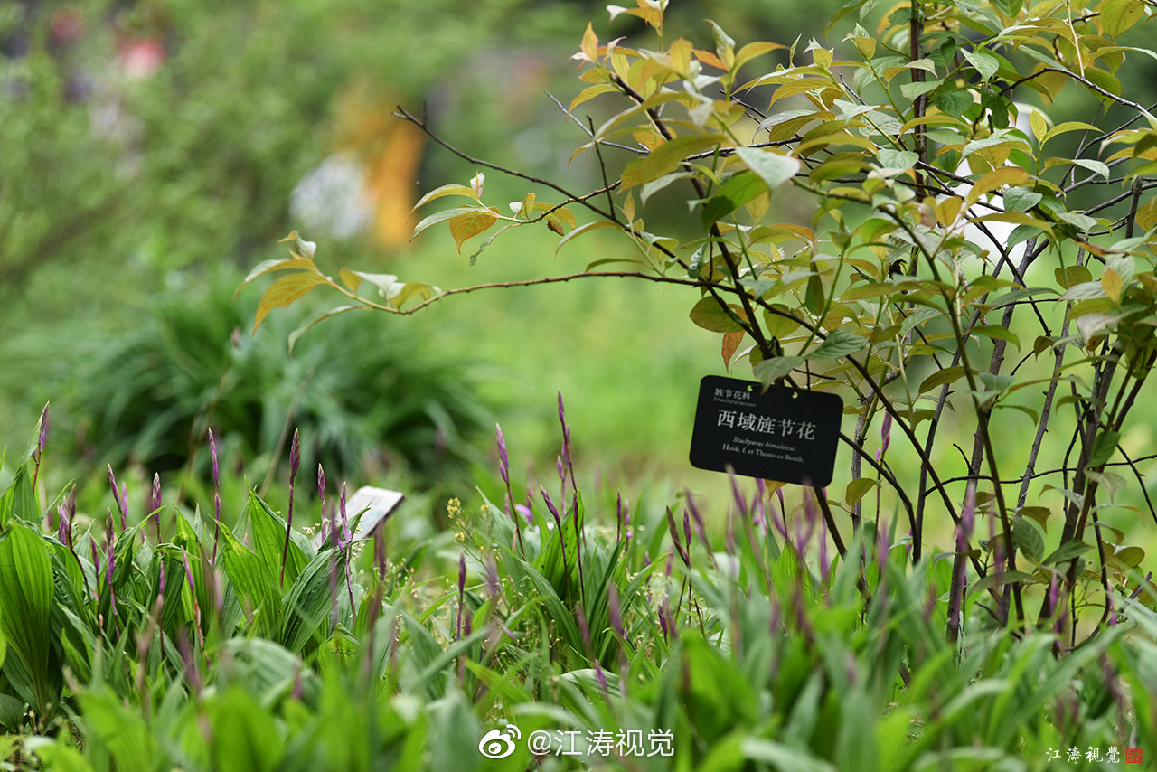 武汉植物园本草园以药用植物为主据说整个园区有1500多种药材