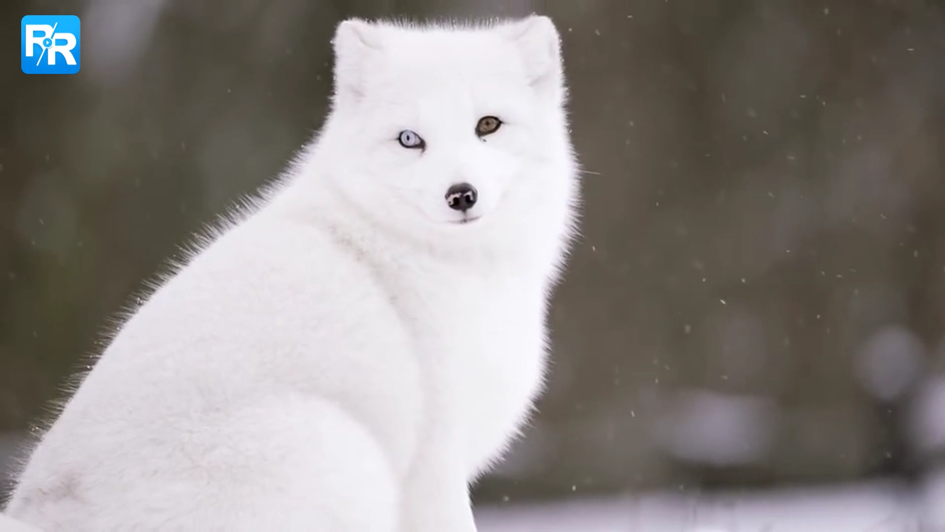 来欣赏绝美异瞳北极狐!盛世美颜的雪原精灵～第一个回眸直接惊艳