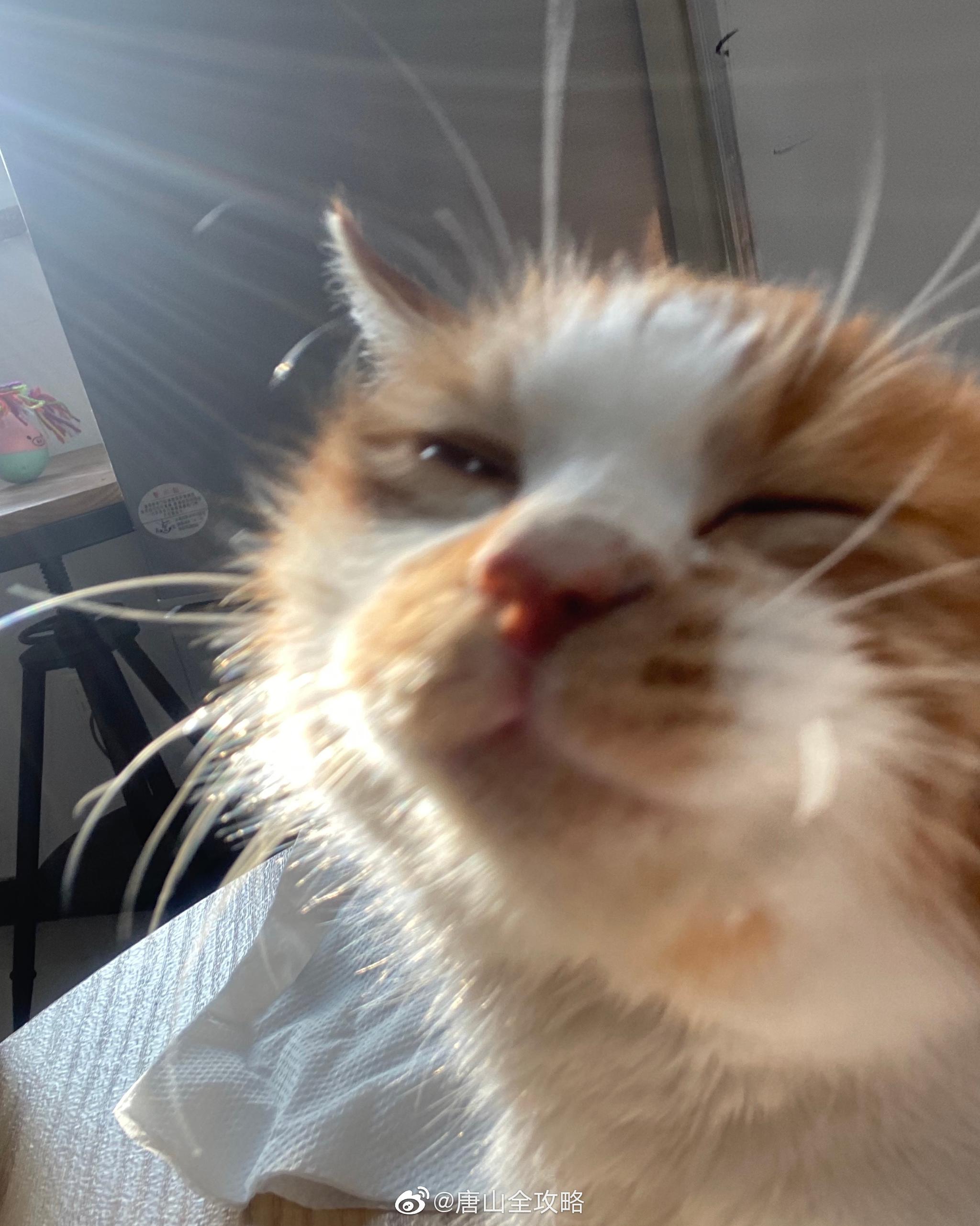 小橘完美诠释 刚睡醒的你,发现被偷拍…@唐山美食分队