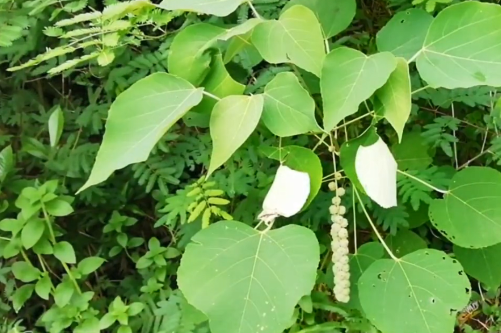 农村路边常见的"白鹤草",花穗形似一根棒子,对身体很有帮助!