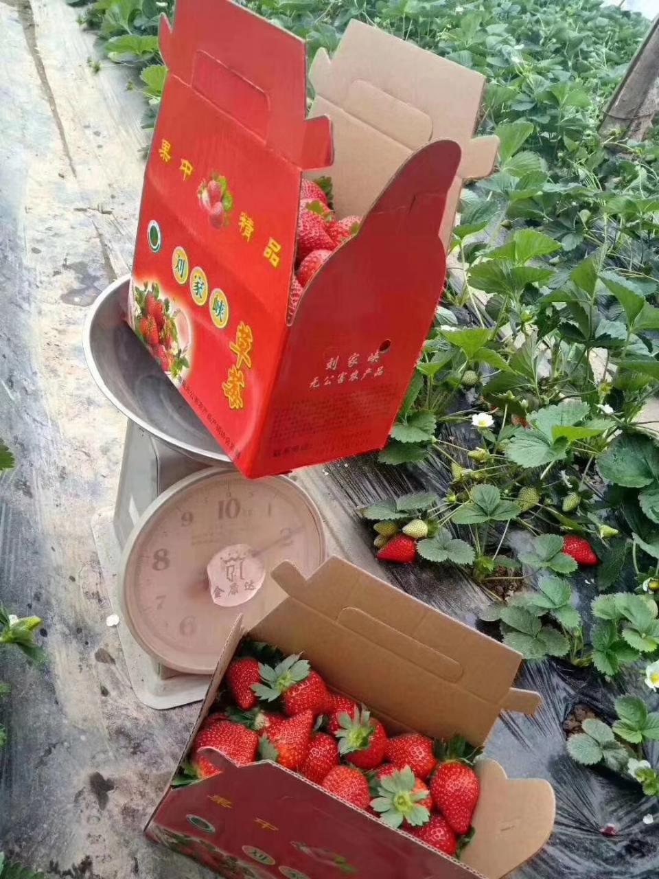 由于疫情影响,刘家峡的奶油草莓网友求助