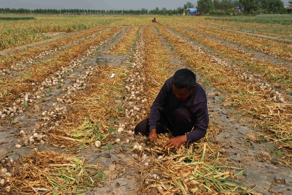 在农村,农民播种大蒜后还要用稻草覆盖,到底能起什么作用呢?