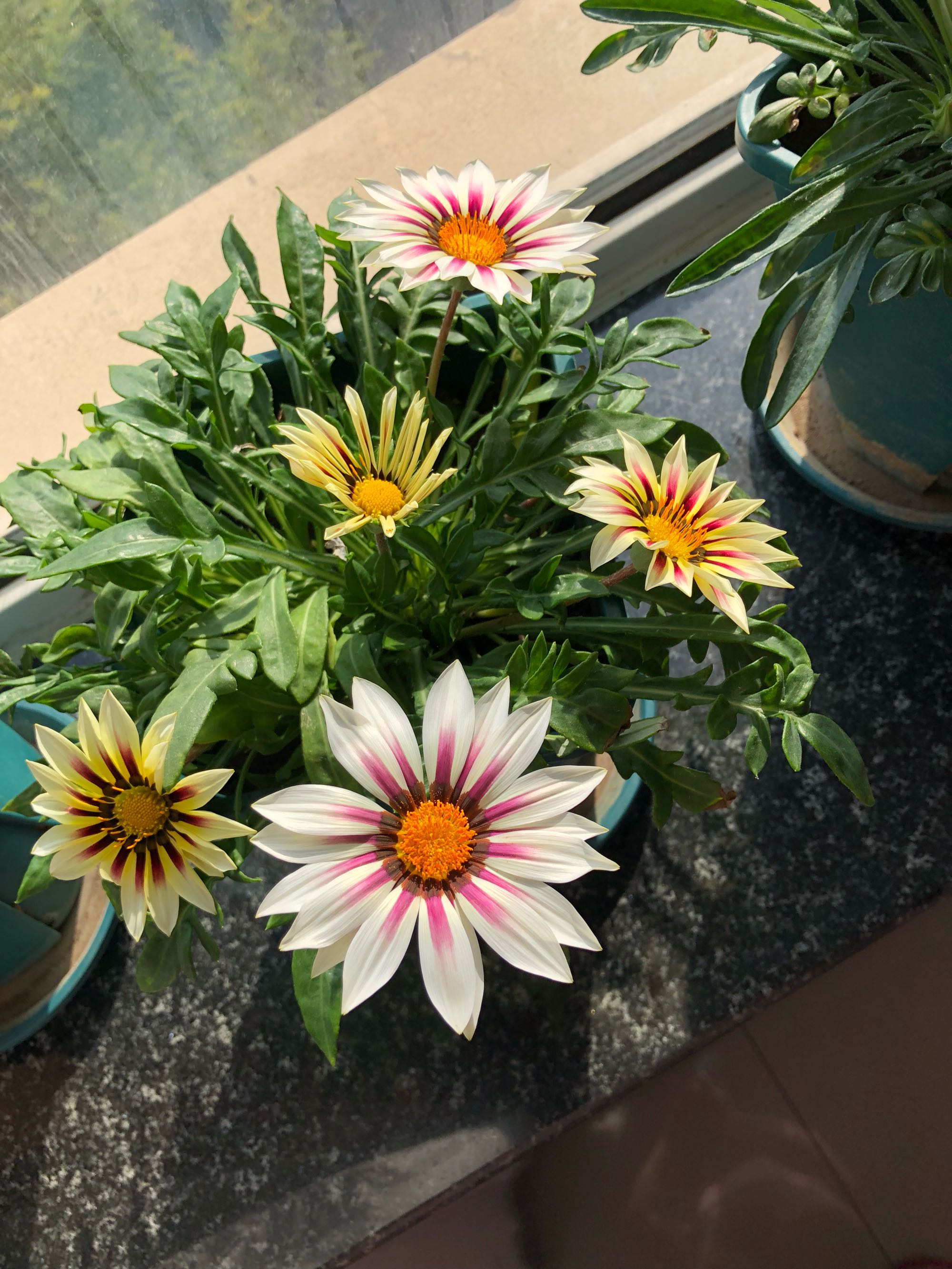 六倍利,别名翠蝶花,桔梗科半边莲属多年生草本,易成群丛生,常做花坛