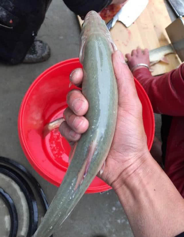 消失的鱼种,四川雅鱼,因其头上藏有一把"宝剑"而出名