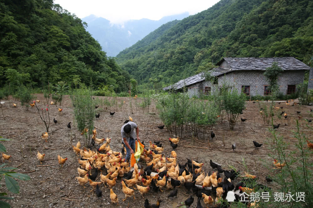 85后装修工进深山养鸡,鸡场边盖二层小楼,精心照料鸡们