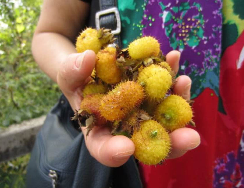 这种号称"维c之王"的野果,全身是刺吃着麻烦,却是养身之首选