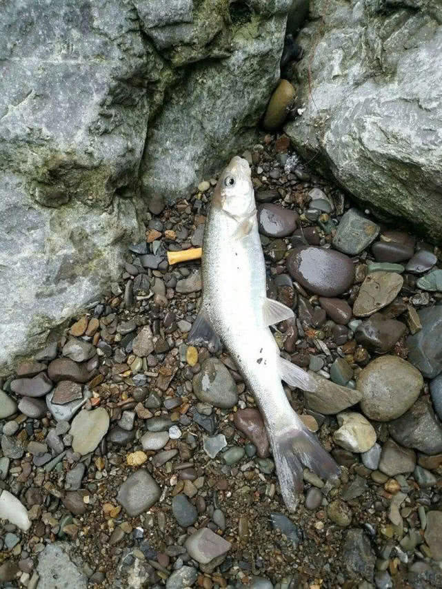 消失的鱼种,四川雅鱼,因其头上藏有一把"宝剑"而出名