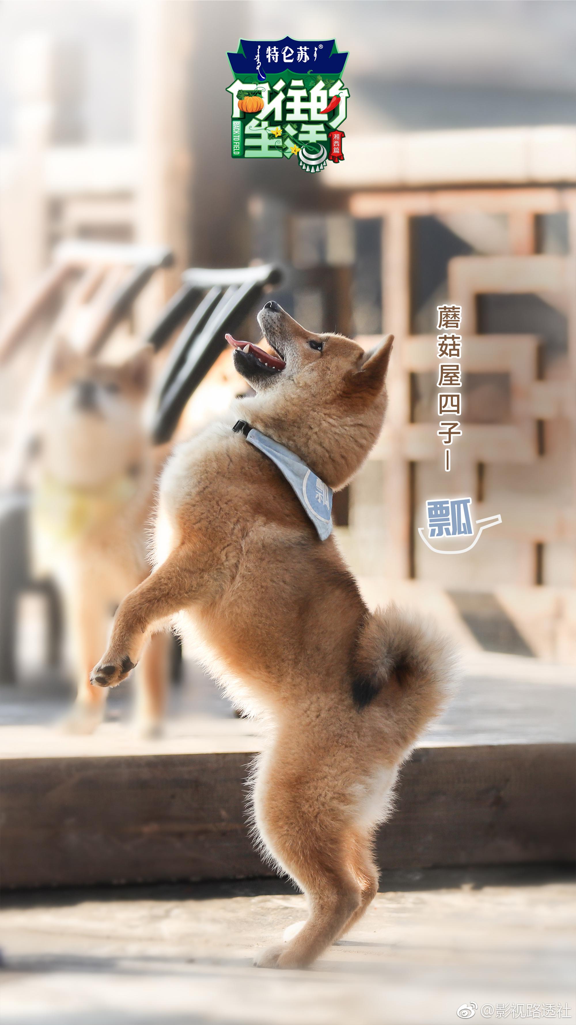 小h小o带着四子@蘑菇屋四子-锅碗瓢盆 在第三季出道啦|彭昱|蘑菇|狗崽