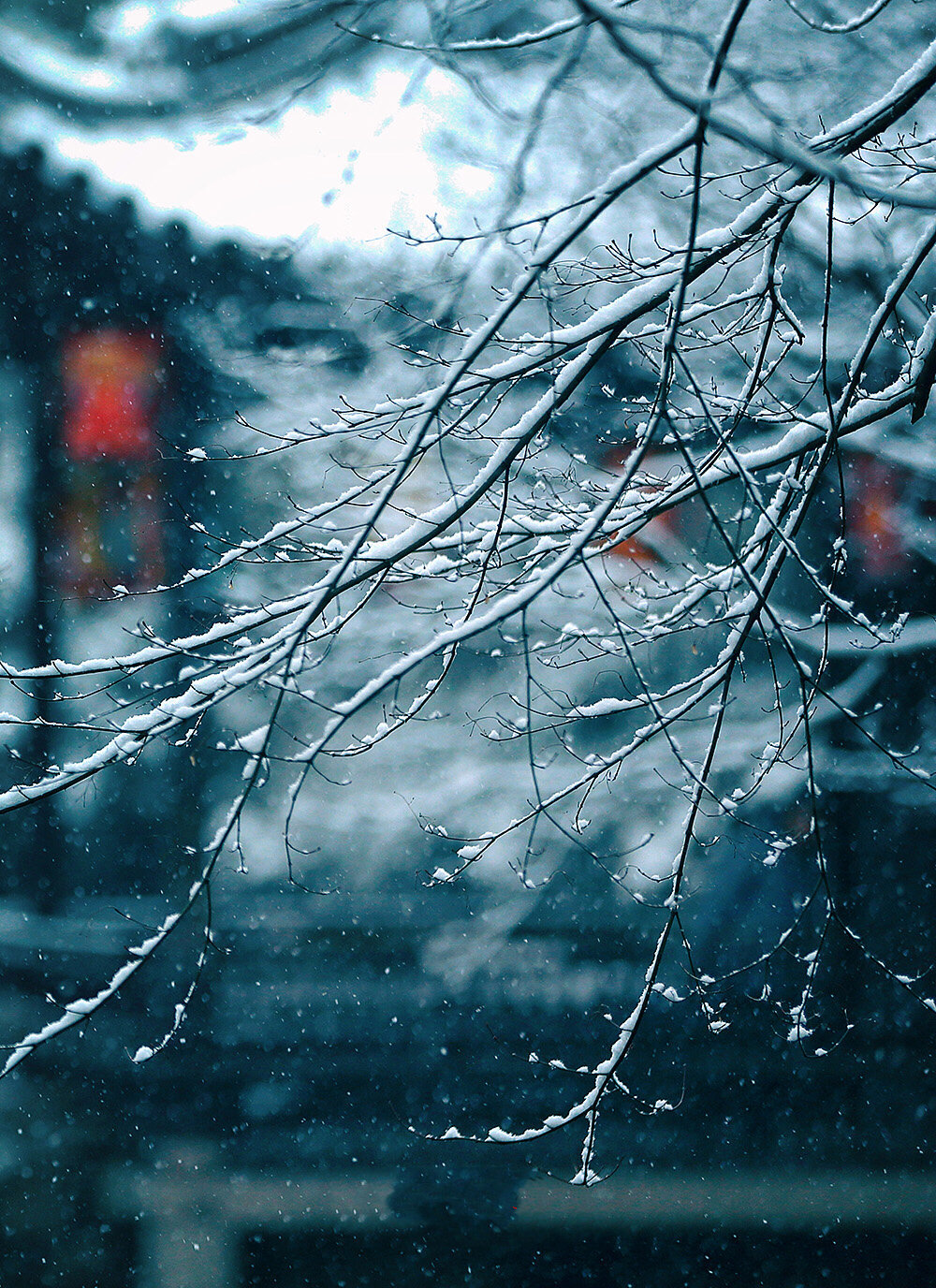 网友镜头记录下的雪中美景.|镜头_新浪新闻