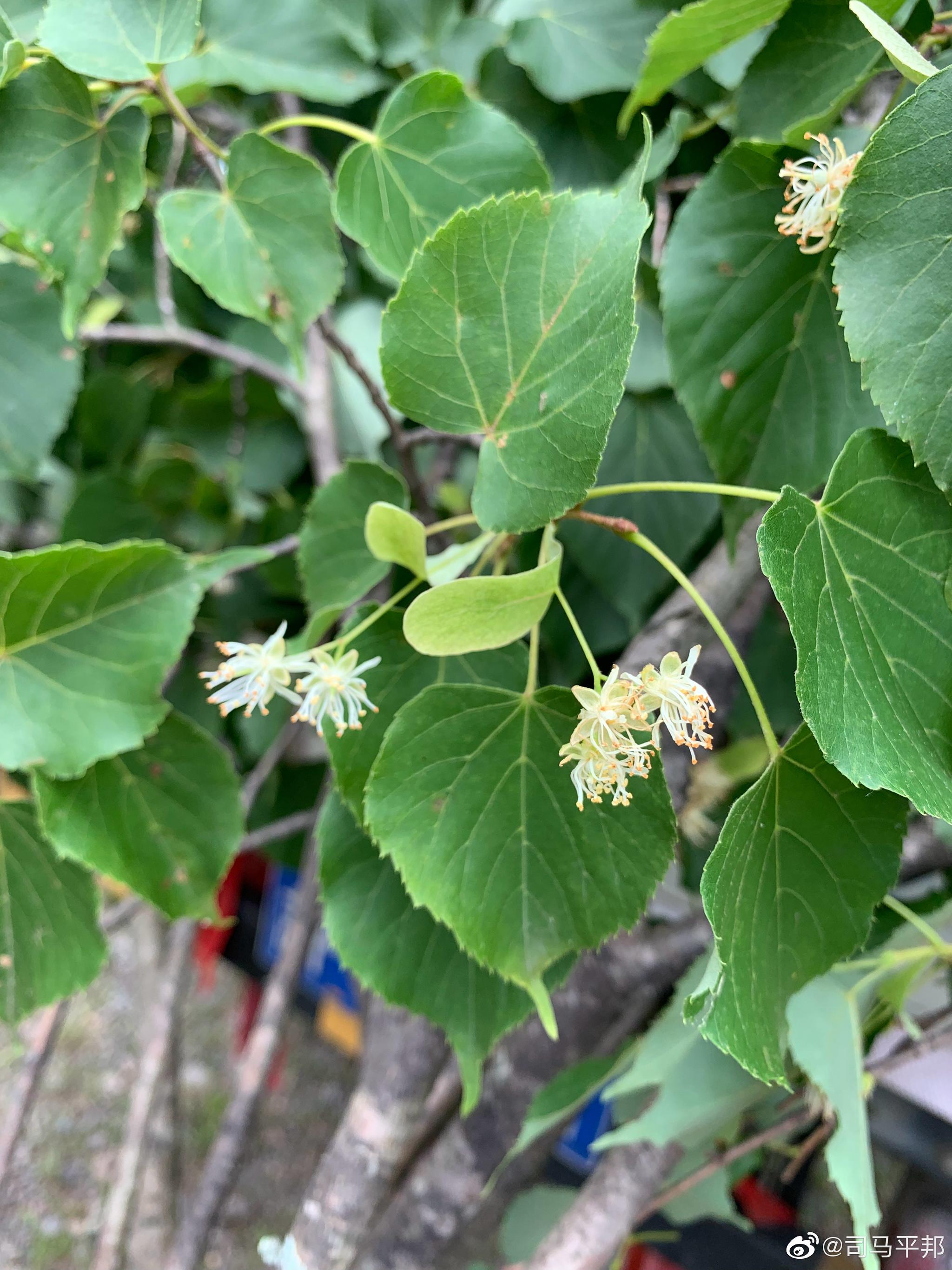 椴树,是一种高大的北方乔木,是极富经济价值的优良树种