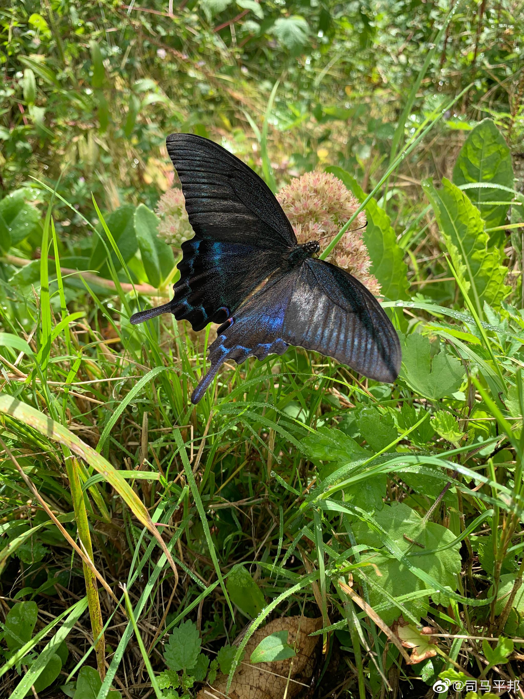 见到的这种外衣极其华丽的大蝴蝶|镜泊湖景区|马莲|原始森林_新浪新闻