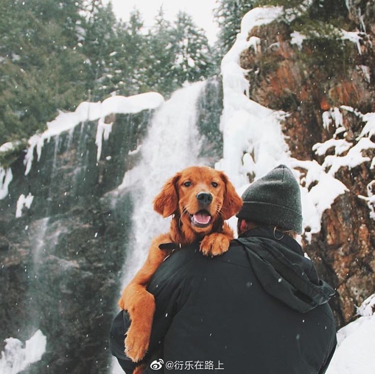 带着狗狗去旅行图片来自ins