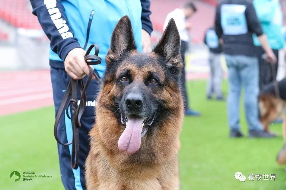 2019年德国牧羊犬sv德国本部展,开始比赛感受赛场气氛