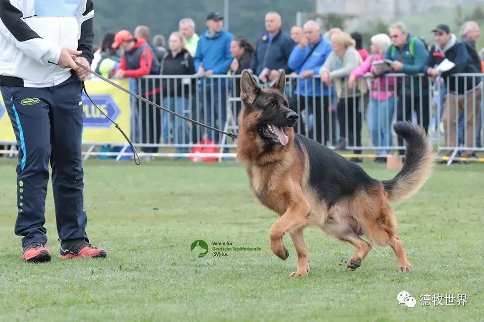 2019年德国牧羊犬sv德国本部展,开始比赛感受赛场气氛