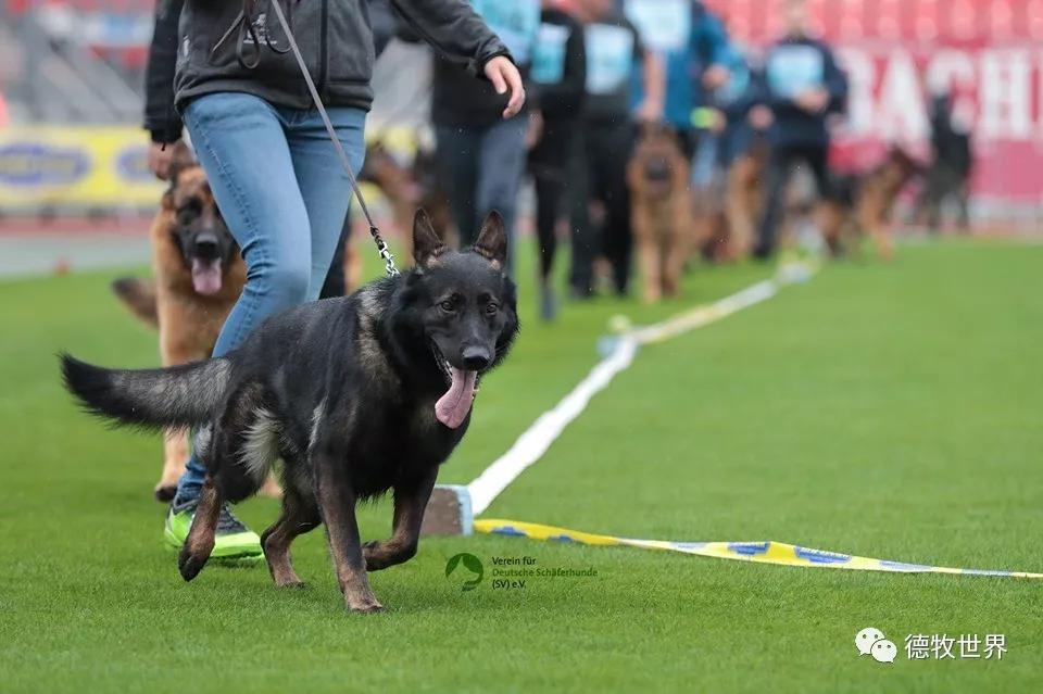 2019年德国牧羊犬sv德国本部展,开始比赛感受赛场气氛