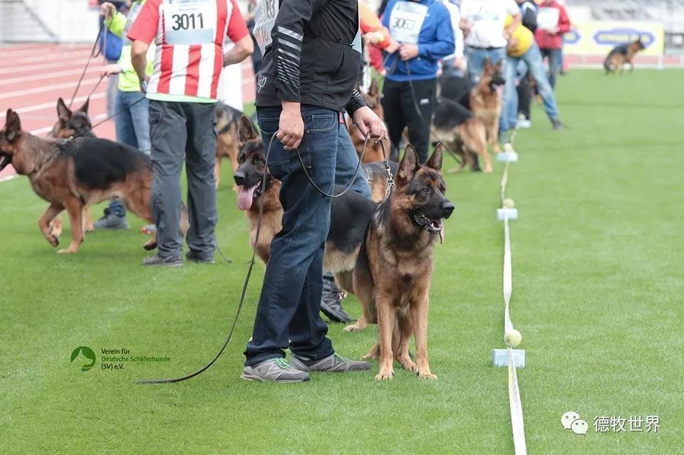 2019年德国牧羊犬sv德国本部展,开始比赛感受赛场气氛