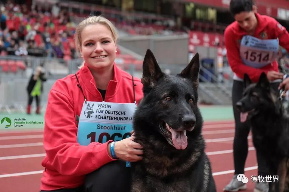 2019年德国牧羊犬sv德国本部展,开始比赛感受赛场气氛
