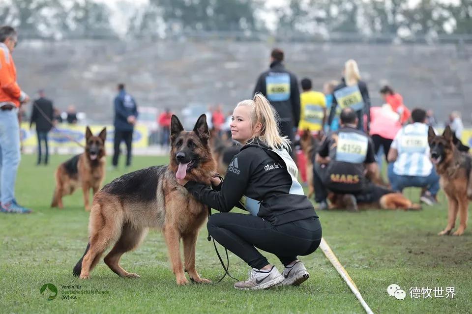 2019年德国牧羊犬sv德国本部展,开始比赛感受赛场气氛