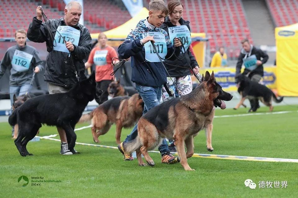 2019年德国牧羊犬sv德国本部展,开始比赛感受赛场气氛