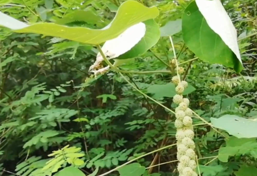 农村路边常见的"白鹤草",花穗形似一根棒子,对身体很有帮助!