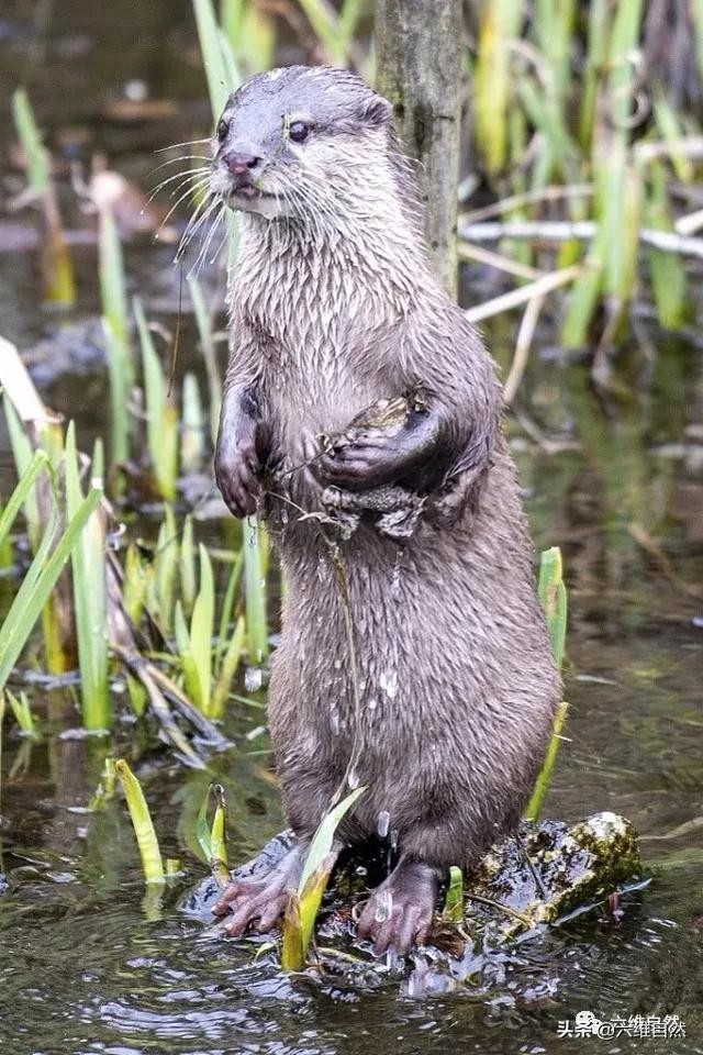 英一水獭捕捉蟾蜍将猎物紧握手中,两后腿站立,一副谁敢抢样子