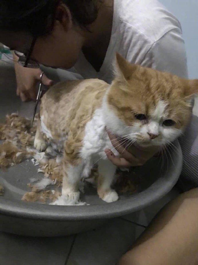 妈妈亲自动手给猫咪剪毛,结果完成后,猫已经好几天没理她了!
