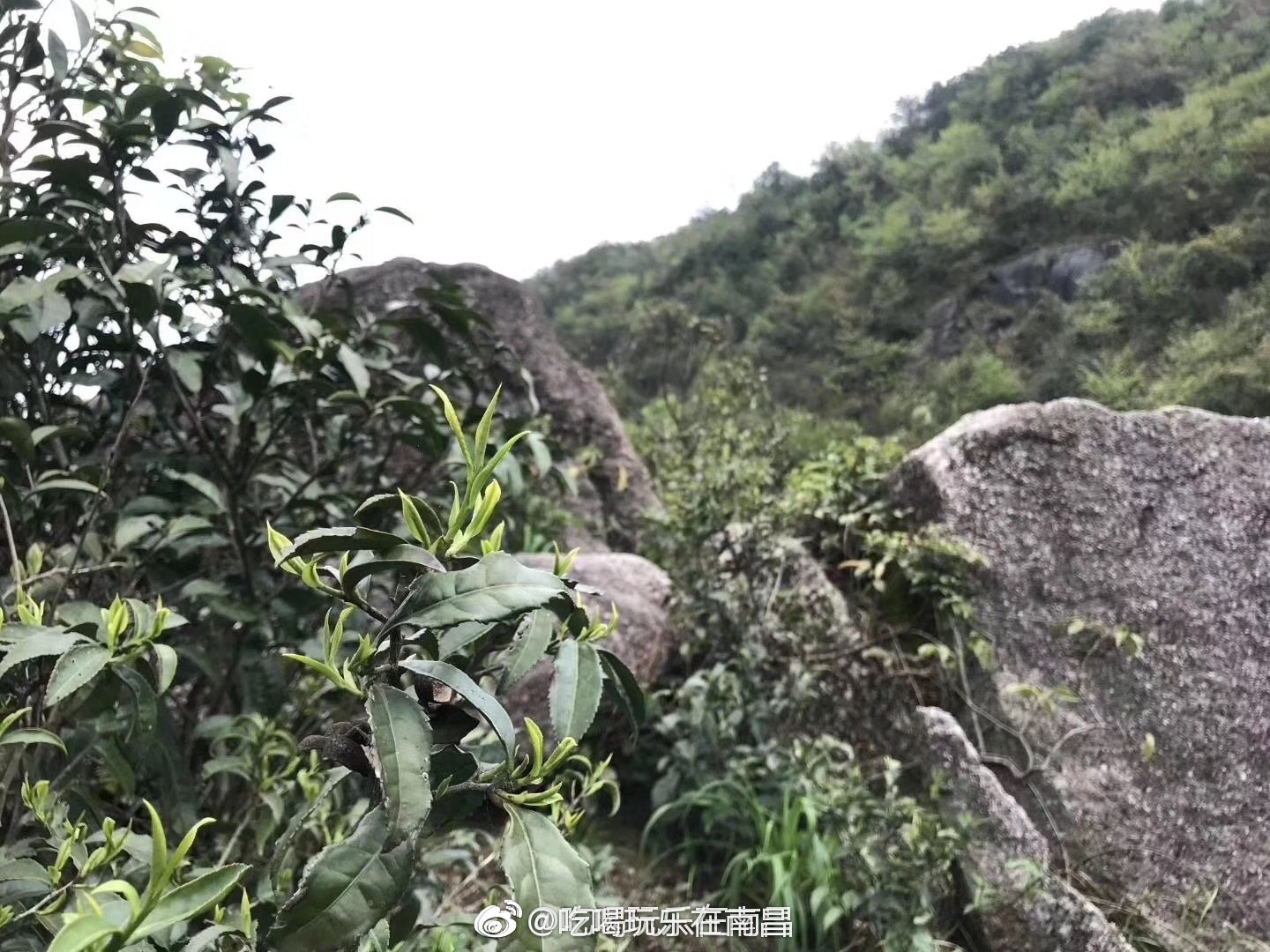铜钹山野生茶的特点和功效
